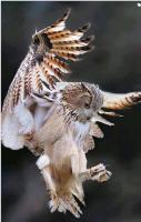 buho4